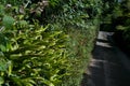 Green hedgerow on a shady country lane; focus on a sunlit Hart`s Tongue Fern Phyllitis scolopendrium