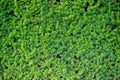 green hedgerow texture Royalty Free Stock Photo