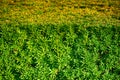 green hedgerow texture Royalty Free Stock Photo