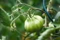 Green heirloom tomato plant in organic garden Royalty Free Stock Photo