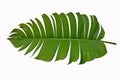 Green heliconia leaf on white background Royalty Free Stock Photo