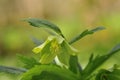 Green Hellebore