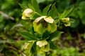 Green hellebore flower on flowerbed in garden