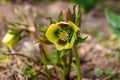 Green hellebore flower on flowerbed in garden