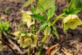 Green hellebore flower on flowerbed in garden