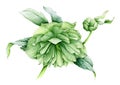 Green hellebore flower watercolor illustration. Spring beautiful Helleborus blossom in the full bloom with many petals. Garden bot