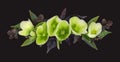 Green hellebore flowers and brown leaves in a floral arrangement isolated on black background