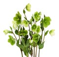 Green hellebore flowers, buds and leaves isolated on white background