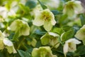 Green hellebore flowers in full bloom