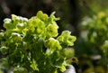 Green Hellebore Helleborus Argutifolius Flower Heads