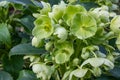 Green hellebore Helleborus viridis, abundance of green flowers and buds