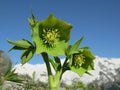 Green Hellebore (Helleborus viridis)