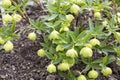 Green hellebore poisonous plant