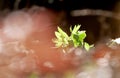 Green hellebore in the woods