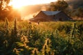 A green hemp field in the rays of the setting sun, with a farmer& x27;s house on the horizon. Legal cultivation of Royalty Free Stock Photo