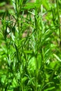 Green herb of the medicinal plant Artemisia tarragon, or tarragon,estragon, wormwood, Artemisia dracÃÂºnculus.It is used fo