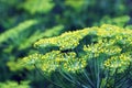 Close up of blooming dill