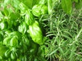 Green herbs