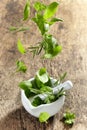 Green herbs falling into mortar and pestle Royalty Free Stock Photo