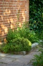 Green herbs growing near a red brick wall outside a house in a landscaped garden on a sunny summer afternoon. Lush Royalty Free Stock Photo