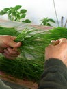 Green herbs in hand