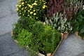 Green herbs - melissa, mint, thyme, rozmarin in pots. Kitchen herb plants in square boxes in garden. Aromatic spices Growing in ho