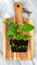 Green Herbs Planted in Wooden Cutting Board Royalty Free Stock Photo