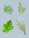 Green herbs. Realistic species for culinary medical plants food aromatic ingredients healthy leaves vector template