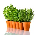 Green Herbs in a Row on White Background Royalty Free Stock Photo