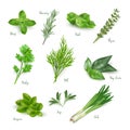 Green herbs set isolated on white background. Thyme, rosemary, mint, oregano, basil, sage, parsley, dill, bay leaves