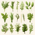 Big set of herbs on transparent background.GenerativeAI. Royalty Free Stock Photo