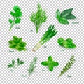 Green herbs set on transparent background. Thyme, rosemary, mint, oregano, basil, sage, parsley, dill, bay leaves, leek Royalty Free Stock Photo