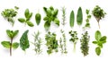 Green herbs set on white background. Rosemary, mint, oregano, basil, sage, parsley, dill, leaves. Herbal seasoning ingredients Royalty Free Stock Photo