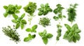 Green herbs set on white. Rosemary, mint, oregano, basil, sage, parsley, dill, leaves. Herbal seasoning ingredients Royalty Free Stock Photo