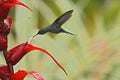 Green hermit, hovering next to red flower in garden, bird from mountain tropical forest, Costa Rica,hummingbird flying in the rain