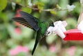 Green Hermit Hummingbird