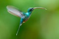 Green Hermit, Phaethornis guy, clear light green background, Costa Rica. Wildlife scene from nature. Bird fly in forest. Hummingbi