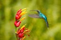 Green Hermit, Phaethornis guy, rare hummingbird from Costa Rica. Green bird flying next to beautiful red flower in jungle. Action Royalty Free Stock Photo