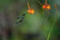 Green Hermit, Phaethornis guy, rare hummingbird from Costa Rica, Royalty Free Stock Photo