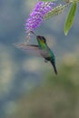 Green Hermit, Phaethornis guy, rare hummingbird from Costa Rica Royalty Free Stock Photo