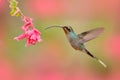 Green Hermit, Phaethornis guy, rare hummingbird from Costa Rica, green bird flying next to beautiful pink flower, action feeding s Royalty Free Stock Photo