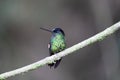 Green Hermit, Phaethornis guy, rare hummingbird from Costa Rica, Royalty Free Stock Photo