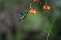 Green Hermit, Phaethornis guy, rare hummingbird from Costa Rica Royalty Free Stock Photo