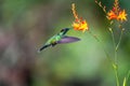 Green Hermit, Phaethornis guy, rare hummingbird from Costa Rica Royalty Free Stock Photo