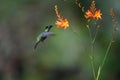 Green Hermit, Phaethornis guy, rare hummingbird from Costa Rica, Royalty Free Stock Photo