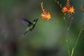 Green Hermit, Phaethornis guy, rare hummingbird from Costa Rica Royalty Free Stock Photo