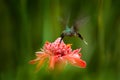 Green Hermit, Phaethornis guy, rare hummingbird from Trinidad. Shiny bird flying next to beautiful pink red flower in jungle. Acti Royalty Free Stock Photo