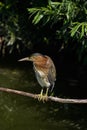 Green Heron