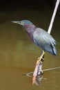 Green Heron