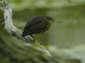 Green Heron And A Green Background Royalty Free Stock Photo